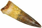 Fossil Spinosaurus Tooth - Real Dinosaur Tooth #365619-1